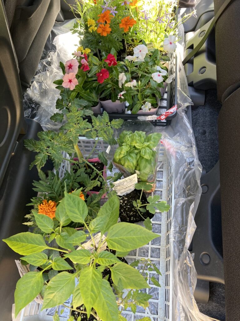 初めてお花を植えました ビンカコーラ イソトマ ケイトウ マリーゴールド ぼぼやまホーム 住友不動産で注文住宅を建てました 初めてお花を植えました ビンカコーラ イソトマ ケイトウ マリーゴールド ぼぼやまホーム 住友不動産で注文住宅を建てました
